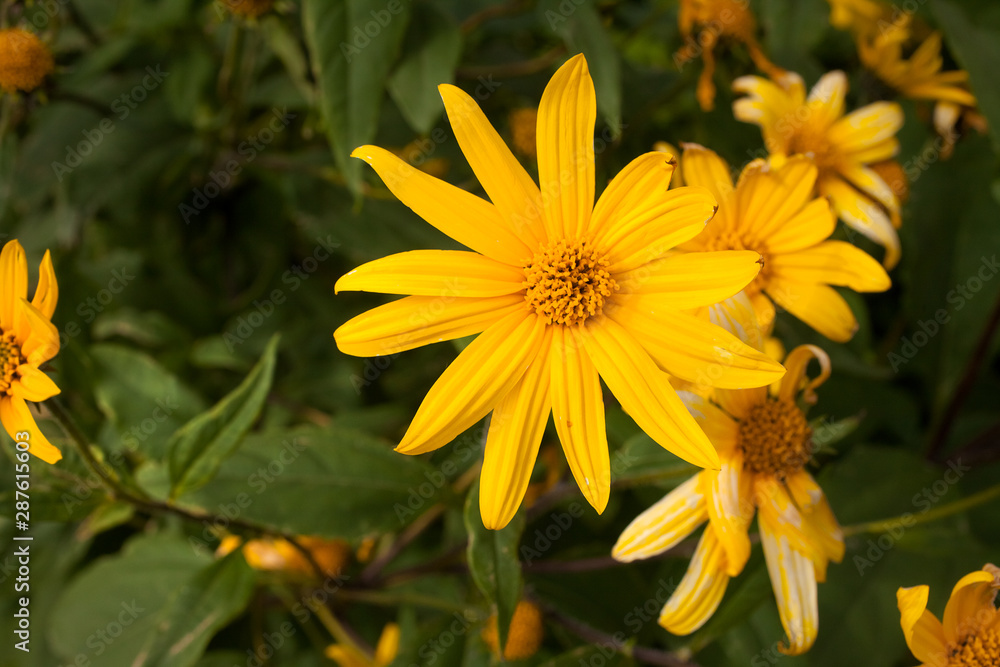 Many beauty flowers, yellow daisy close-up. Shallow depth-of-field