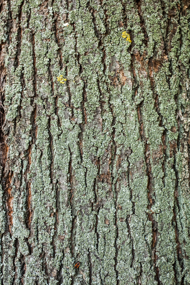 Texture - a bark of an old oak. Texture - a bark of an old oak.