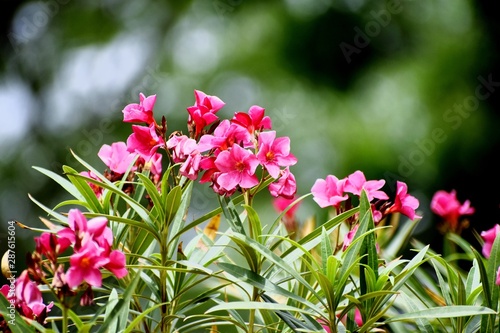 Beautiful Pink Flowers and its Plant