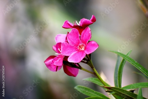 Beautiful Pink Flowers and its Plant