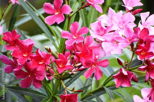 Beautiful Pink Flowers and its Plant © Ravindra