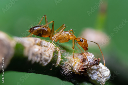 Anoplolepis gracilipes or  yellow crazy ant on branch with green background, Thailand.
