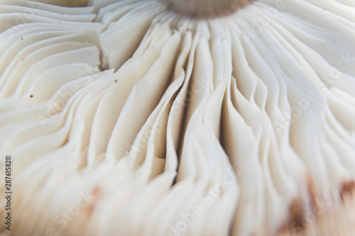 Close up photo of mushroom gills