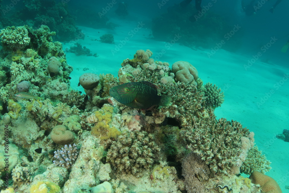 Fototapeta premium Bandcheek Wrasse