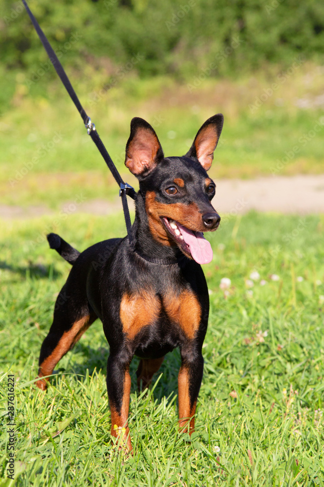 Portrait of pedigree dog purebred Miniature Pinschers