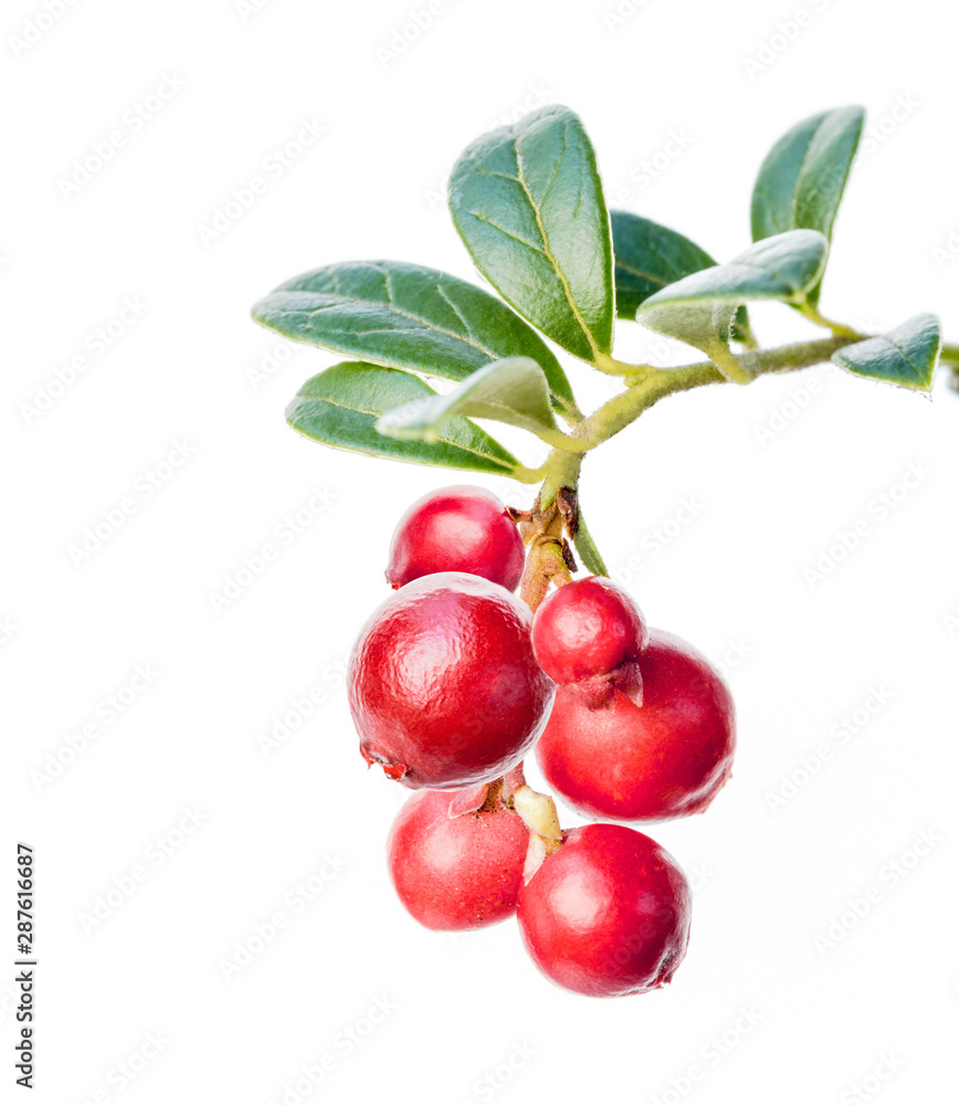 Obraz premium Fresh ripe lingonberry branch with leaves. Isolated on white.