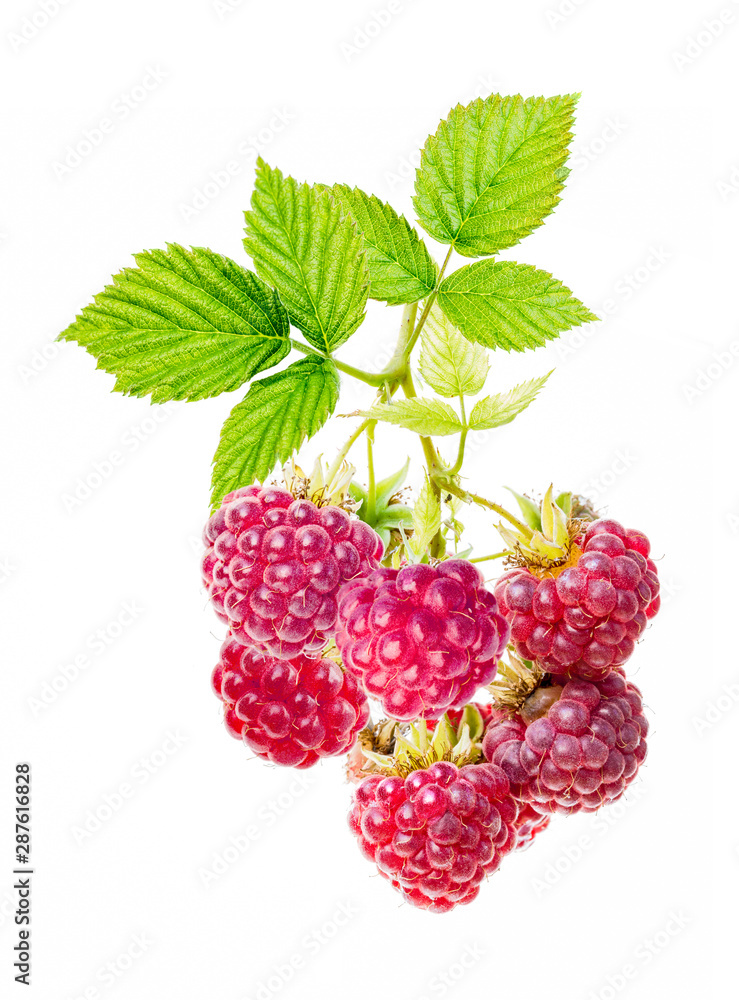 Bunch of ripe raspberries with leaves on the branch. Isolated on white. Bunch of ripe raspberries with leaves on the branch. Isolated on white.