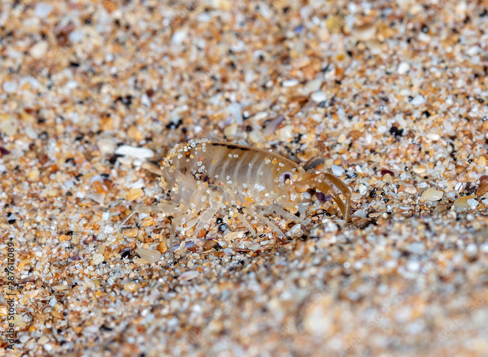 sea flea on the sea sand