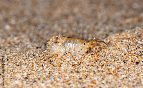 sea flea on the sea sand