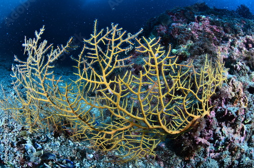 underwater photography in the mediterranean sea