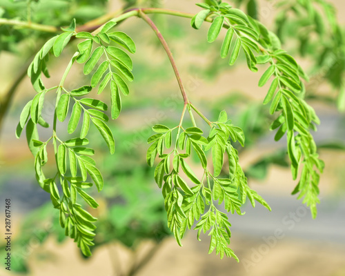 Moringa tree on the field photo