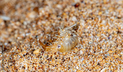 sea flea on the sea sand © vadim_fl