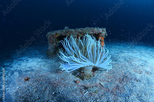 underwater photography in the mediterranean sea