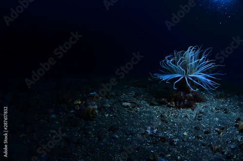 underwater photography in the mediterranean sea