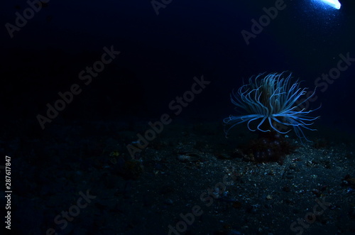 underwater photography in the mediterranean sea