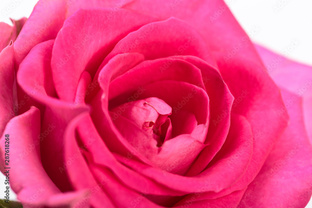 Beautiful single pink rose isolated on white background Beautiful single pink rose isolated on white background