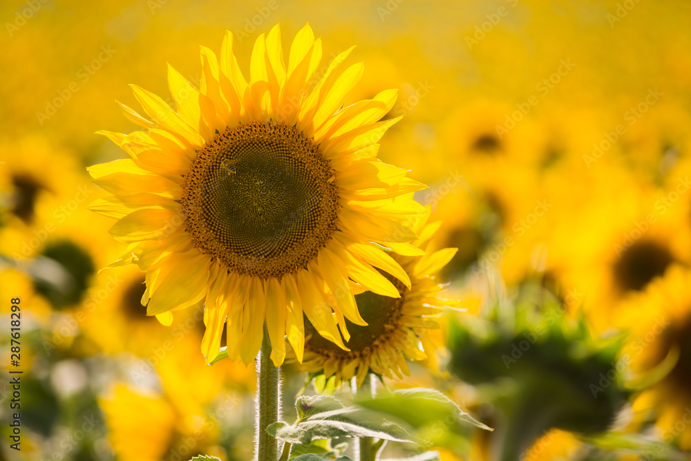 Fototapeta premium Beautiful sunflower on the field close-up. Agrarian industry. Blurred background. Free space for text. Bright yellow petals. Green leaves.