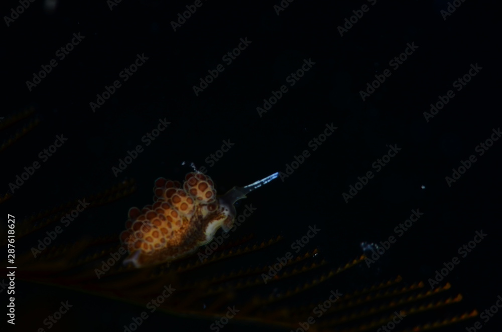 underwater photography in the mediterranean sea underwater photography in the mediterranean sea