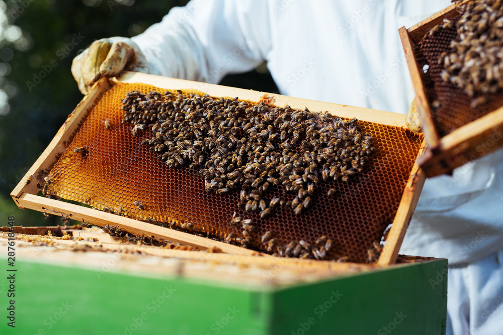 The beekeeper holds a honey cell with bees in his hands. The beekeeper holds a honey cell with bees in his hands.