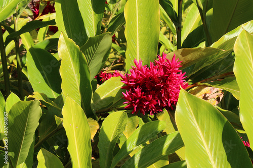 Tropical Tahitian red ginger bloosom among lush green leaves (Alpinia purpurata) photo