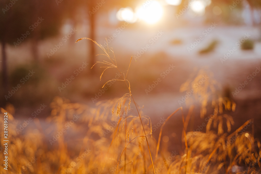 Obraz premium sunset in the forest during golden hour. Beautiful Nature. close up view