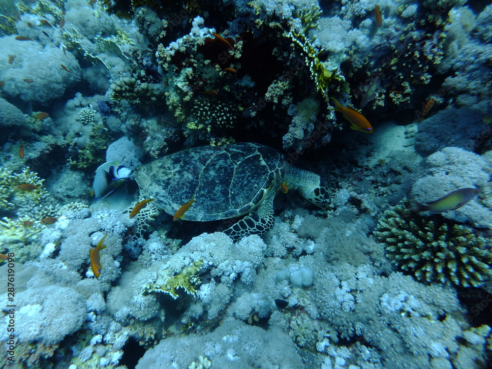 Fototapeta premium Hawksbill Turtle