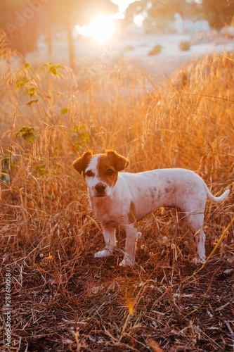 cute small jack russell terrier dog at sunset in a forest. Golden hour. Pets and fun outdoors
