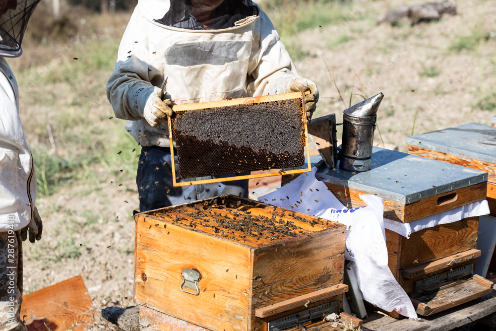 Beekeeper who in protective workwear is inspecting honeycomb frame at apiary. Beekeeping concept. Beekeeper is harvesting honey Beekeeper who in protective workwear is inspecting honeycomb frame at apiary. Beekeeping concept. Beekeeper is harvesting honey