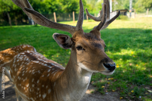Fototapeta Naklejka Na Ścianę i Meble -  Jeleń jezlonek