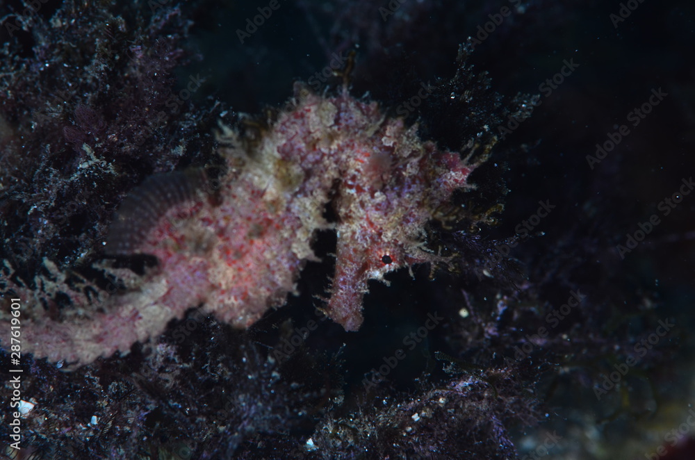 red sea horse in the mediterranena sea red sea horse in the mediterranena sea