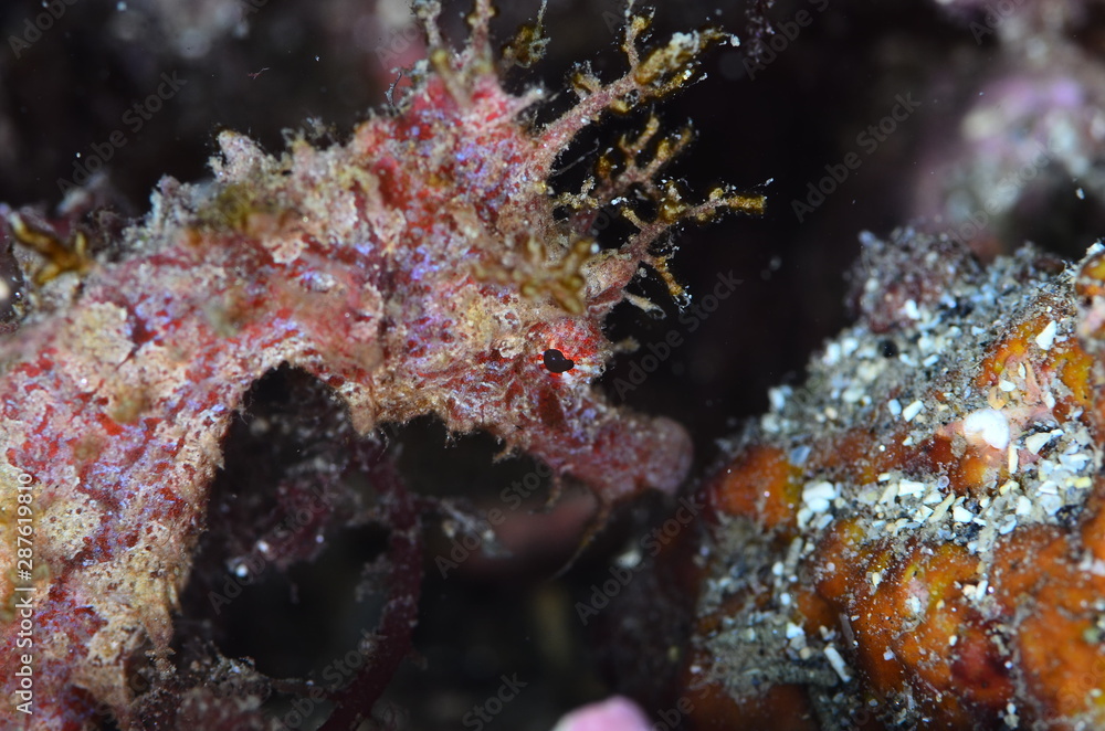 red sea horse in the mediterranena sea