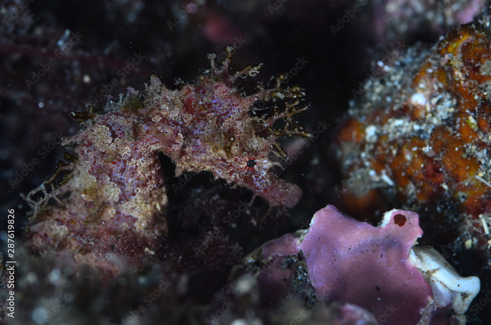 red sea horse in the mediterranena sea