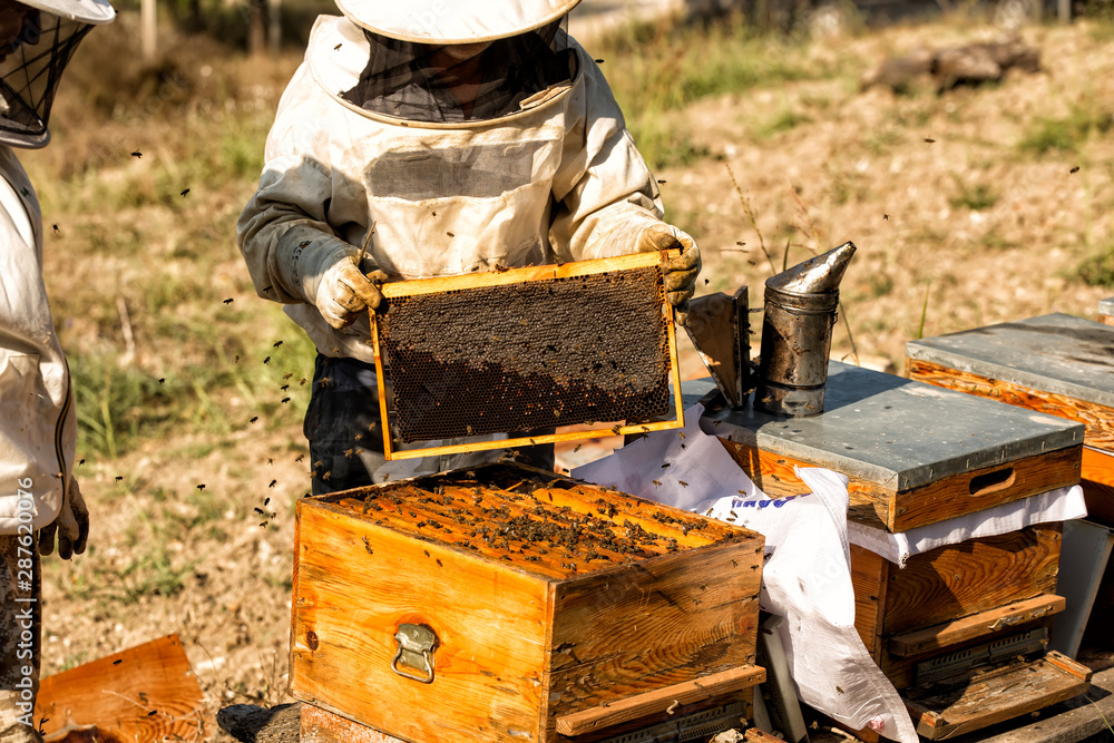 Beekeeper who in protective workwear is inspecting honeycomb frame at apiary. Beekeeping concept. Beekeeper is harvesting honey Beekeeper who in protective workwear is inspecting honeycomb frame at apiary. Beekeeping concept. Beekeeper is harvesting honey
