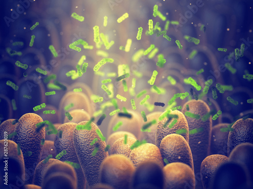 Intestinal bacteria, Gut microbiome helps control intestinal digestion and the immune system, Probiotics are beneficial bacteria used to help the growth of healthy gut flora photo