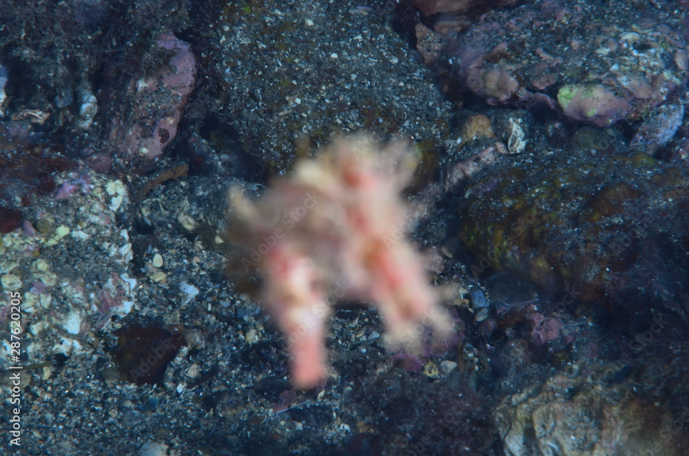underwatrer photography in the mediterranean sea underwatrer photography in the mediterranean sea