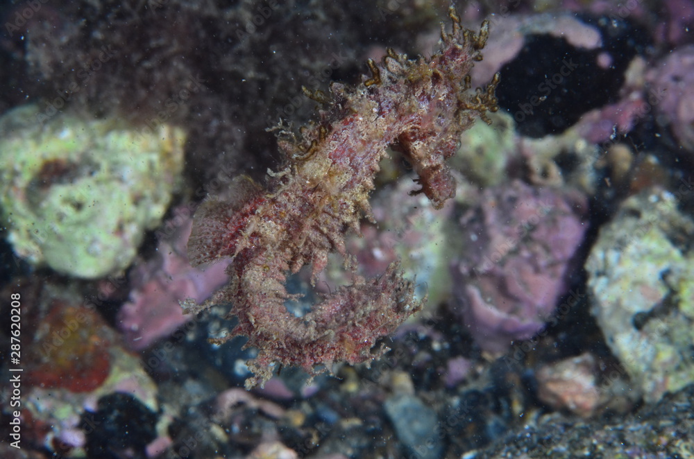 underwatrer photography in the mediterranean sea