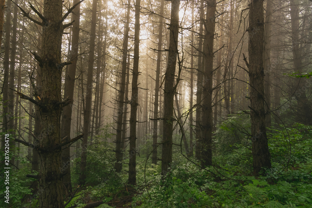 Obraz premium Stunning sunset in evergreen mountain forest