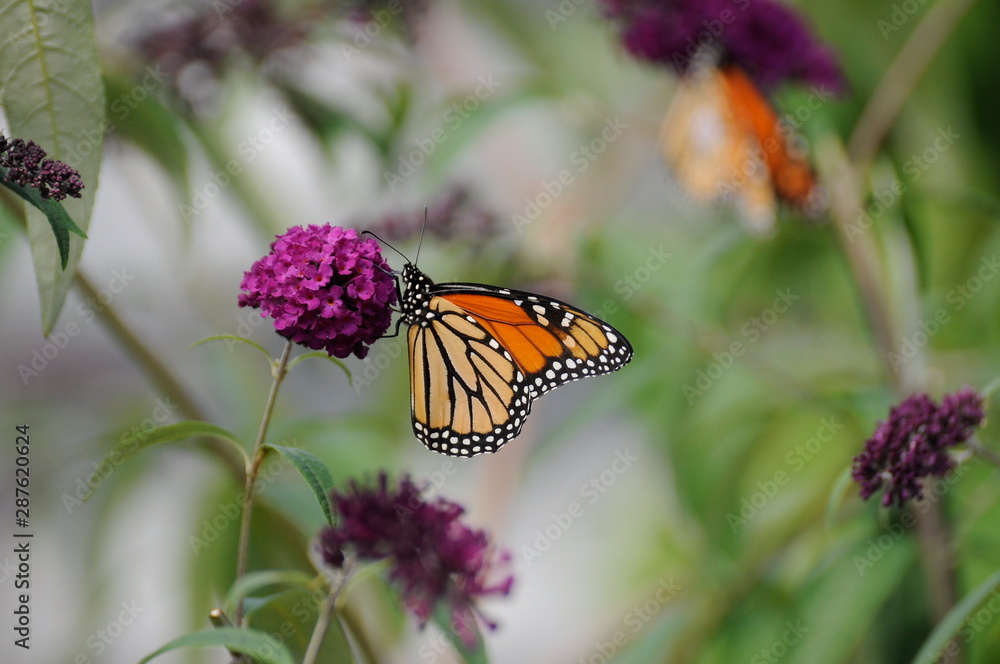 Monarch Butterfly on Purple Butterfly Bush Monarch Butterfly on Purple Butterfly Bush