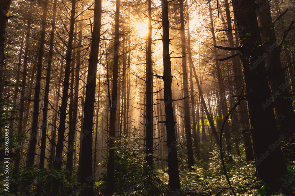 Stunning sunset in evergreen mountain forest Stunning sunset in evergreen mountain forest