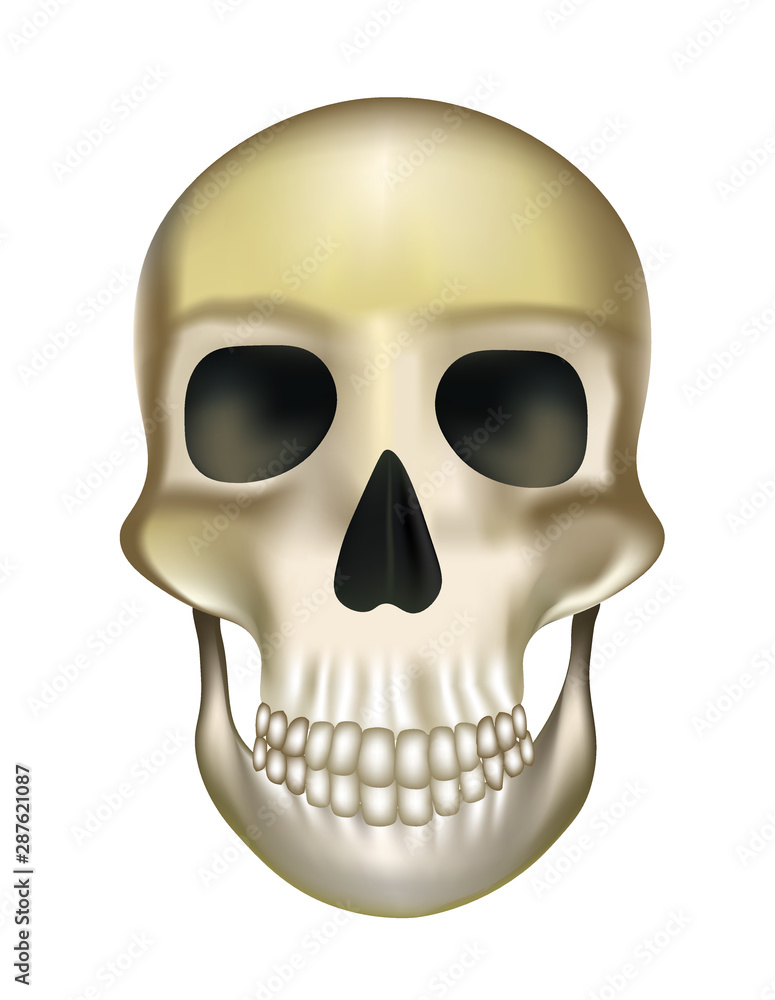 Obraz premium Old human skull. vector illustration