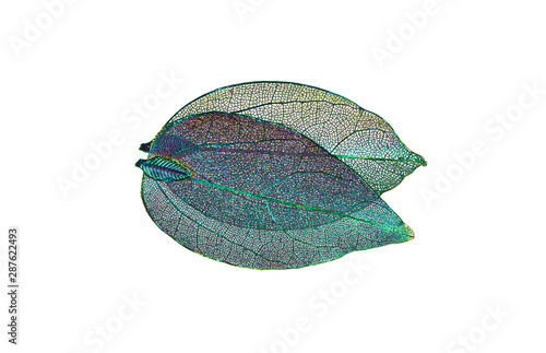 Transparent skeleton leaf with beautiful texture   blue and pink background, ...