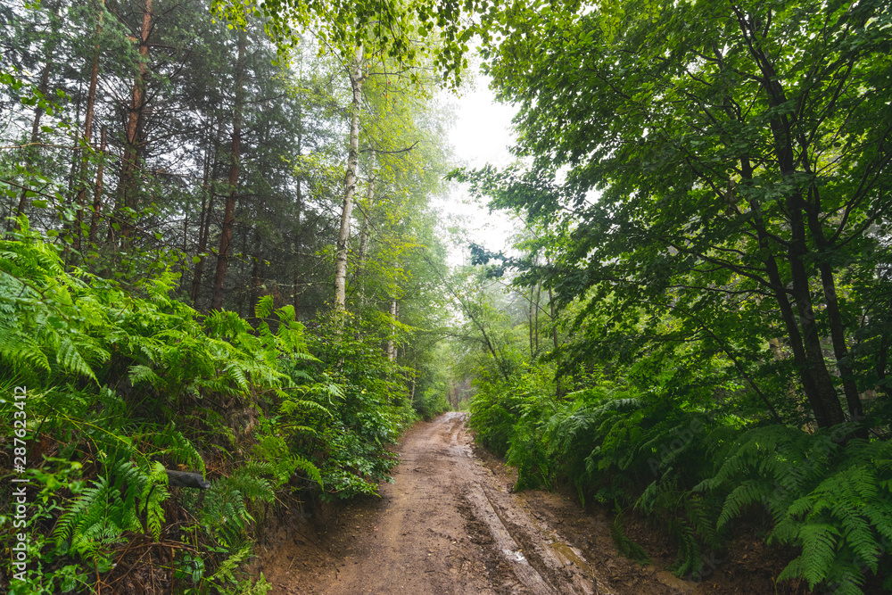 Fototapeta premium Dirty, country road through mountain forest