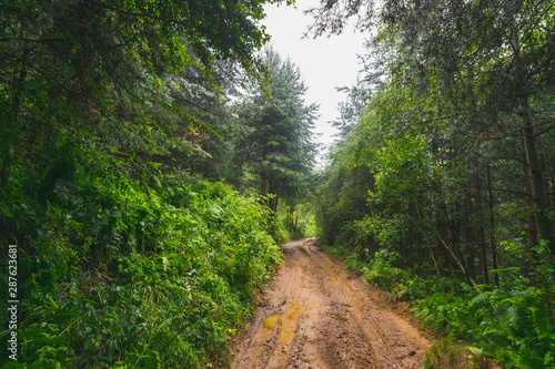 Dirty  country road through mountain forest