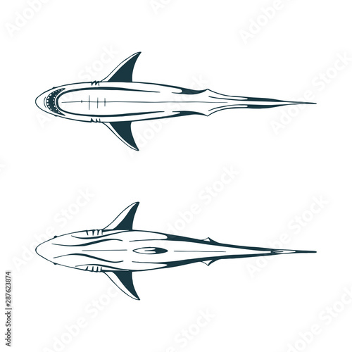 Shark. Sharks top and bottom view hand drawn vector illustrations set. Sketch drawing shark graphics. Part of set.