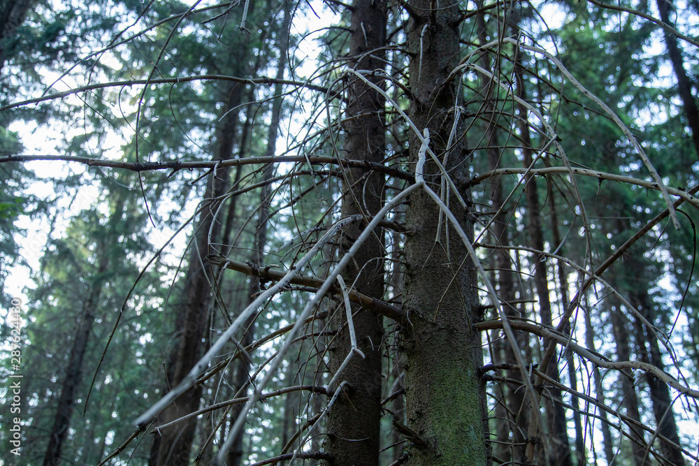 Fototapeta premium Dry trees in the forest