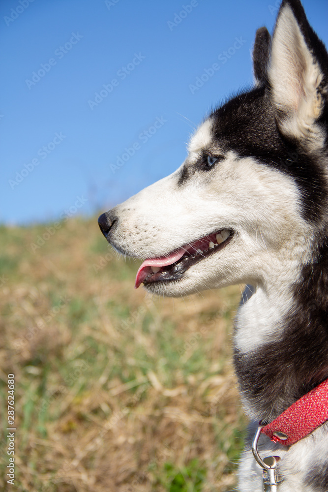 Portrait of a beautiful dog husky breed