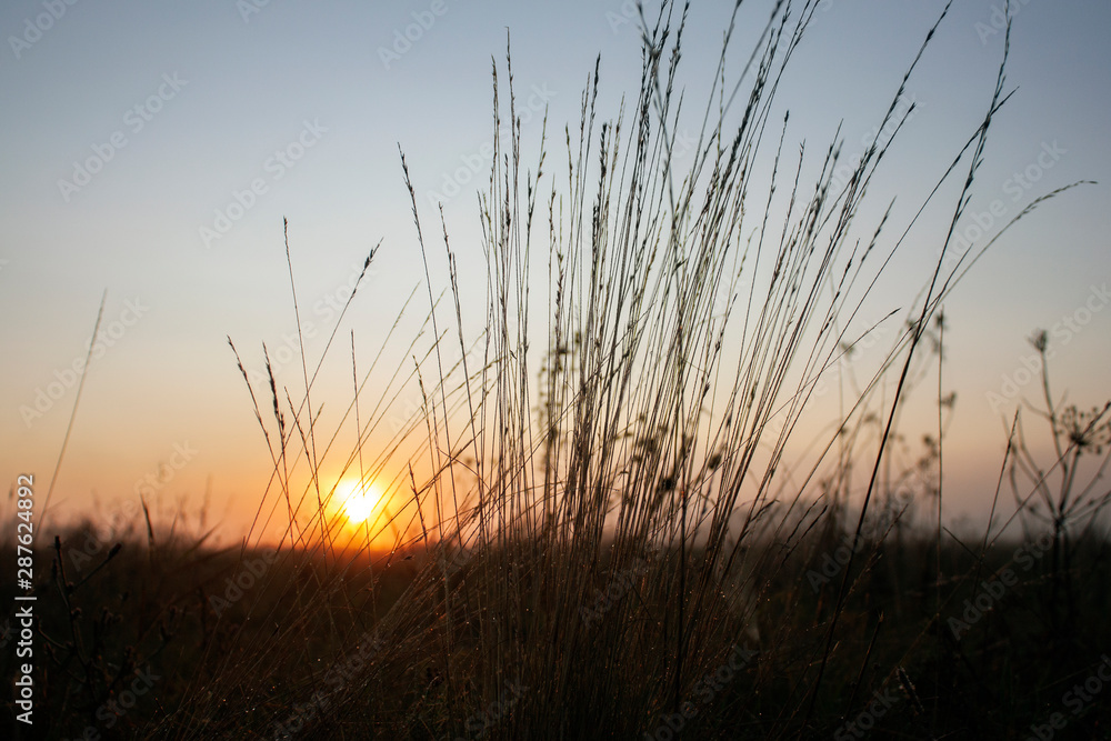Stalks of dry grass in the meadow in the early morning against the backdrop of the rising sun.