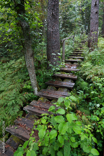 Old wooden staircase in the forest