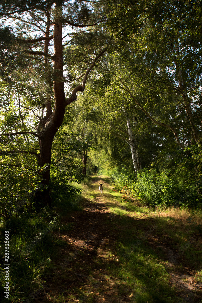 Fototapeta blick in hochkant auf einen hund auf dem pfad rennend im moor in Herzlake emsland deutschland fotografiert beim gang durch das moor an einem sonnigen tag
