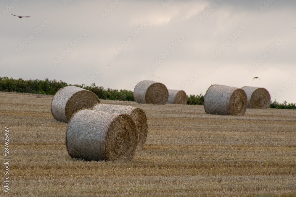 Round hay bales netted in a field ready for collection in Cornwall
